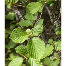 BARE-ROOT HEDGING Corylus avellana (5 Plants) 60/80 1+1 BARE-ROOT HEDGING Corylus avellana (5 Plants) 60/80 1+1