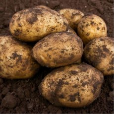 SEED POTATO - FIRST EARLY 'Caledonian Pearl' - 2.5kg SEED POTATO - FIRST EARLY 'Caledonian Pearl' - 2.5kg