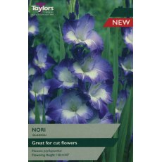 TAYLORS Gladioli Nori TAYLORS Gladioli Nori