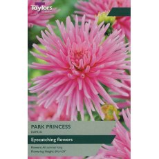 TAYLORS Dahlia Park Princess TAYLORS Dahlia Park Princess