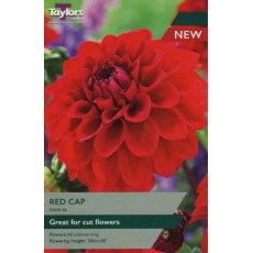 TAYLORS Dahlia Red Cap TAYLORS Dahlia Red Cap