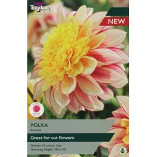 TAYLORS Dahlia Polka TAYLORS Dahlia Polka