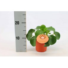 Pilea peperomioides 10.5cm Pilea peperomioides 10.5cm
