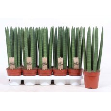 Sansevieria cyl Straight 12 cm Sansevieria cyl Straight 12 cm