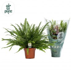 Nephrolepis ex Green Lady 'Air So Pure' 17cm Nephrolepis ex Green Lady 'Air So Pure' 17cm
