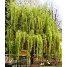 Salix x sepulcralis var. chrysocoma 10L Salix x sepulcralis var. chrysocoma 10L