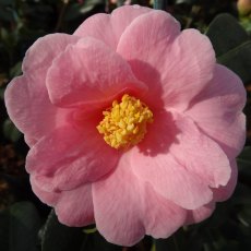 Camellia x williamsii 'Bowen Bryant'   1.5L Camellia x williamsii 'Bowen Bryant'   1.5L