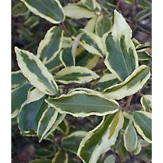 Elaeagnus pungens 'Hosuba-Fukurin' 3L Elaeagnus pungens 'Hosuba-Fukurin' 3L