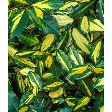 Elaeagnus pungens 'Maculata' 3L Elaeagnus pungens 'Maculata' 3L