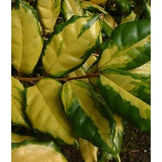 Elaeagnus x ebbingei 'Coastal Gold' 3L Elaeagnus x ebbingei 'Coastal Gold' 3L