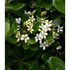 Pittosporum tobira 'Nanum' 3L Pittosporum tobira 'Nanum' 3L