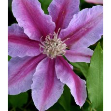 Clematis 'Bees Jubilee' 2.5L/3L Clematis 'Bees Jubilee' 2.5L/3L
