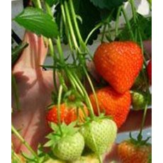 Strawberry 'Sonata' 9cm Strawberry 'Sonata' 9cm