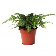 Rumohra Adiantiformis 'Variegata' (Leatherleaf fer 12cm Rumohra Adiantiformis 'Variegata' (Leatherleaf fer 12cm