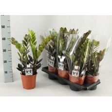 Zamioculcas zamiifolia Raven 4+ 14cm Zamioculcas zamiifolia Raven 4+ 14cm