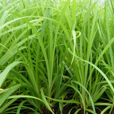 MARGINAL - Carex pendula   3L MARGINAL - Carex pendula   3L