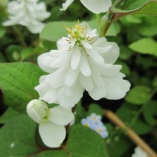 MARGINAL - Houttuynia cordata Plena   3L MARGINAL - Houttuynia cordata Plena   3L