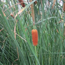 MARGINAL - Typha gracilis 3L MARGINAL - Typha gracilis 3L