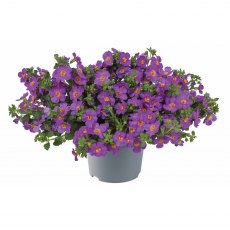 Bacopa 'Megacopa Purple' 9cm/10cm Bacopa 'Megacopa Purple' 9cm/10cm