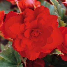 Begonia 'Illumination Scarlet' 10cm/11cm Begonia 'Illumination Scarlet' 10cm/11cm