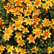 Bidens 'Blazing Star' 9cm/10cm Bidens 'Blazing Star' 9cm/10cm