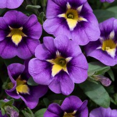 Calibrachoa 'Cabaret Blue BumbleBee' 9cm/10cm Calibrachoa 'Cabaret Blue BumbleBee' 9cm/10cm