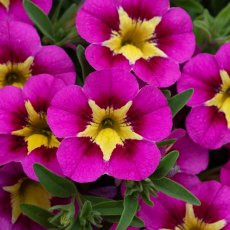 Calibrachoa 'Cabaret Hot Pink BumbleBee Ely' 9cm/10cm Calibrachoa 'Cabaret Hot Pink BumbleBee Ely' 9cm/10cm