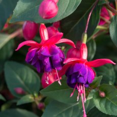 Fuchsia 'Dollar Princess' 9cm/10cm Fuchsia 'Dollar Princess' 9cm/10cm