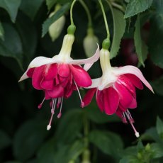 Fuchsia 'Seventh Heaven' (U) 9cm/10cm Fuchsia 'Seventh Heaven' (U) 9cm/10cm