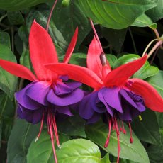 Fuchsia 'Voodoo' (T) 9cm/10cm Fuchsia 'Voodoo' (T) 9cm/10cm