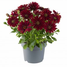 Osteospermum 'Dalina Dark Red' 9cm/10cm Osteospermum 'Dalina Dark Red' 9cm/10cm