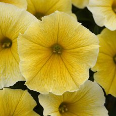 Petunia 'Bees Knees' 9cm/10cm Petunia 'Bees Knees' 9cm/10cm