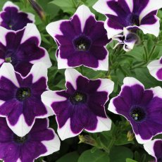 Petunia Cascadia 'Violet Rim' 9cm/10cm Petunia Cascadia 'Violet Rim' 9cm/10cm