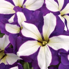 Petunia GoTunia 'Lilac Lucky' 9cm/10cm Petunia GoTunia 'Lilac Lucky' 9cm/10cm