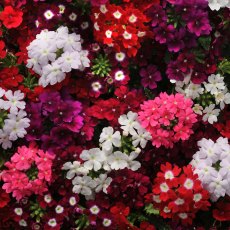 Verbena Mixed 6pk Verbena Mixed 6pk