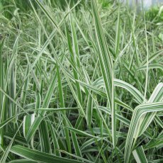 MARGINAL - Phalaris arun var picta   3L MARGINAL - Phalaris arun var picta   3L
