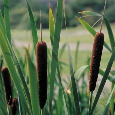 MARGINAL - Typha angustifolia   3L MARGINAL - Typha angustifolia   3L