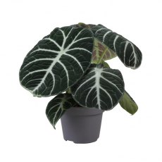 Alocasia Ninja 12cm Alocasia Ninja 12cm