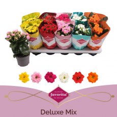 Kalanchoe bloss Perfecta mix ( filled flowers) 10.5cm Kalanchoe bloss Perfecta mix ( filled flowers) 10.5cm