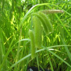 MARGINAL - Carex pseudocyperus   3L MARGINAL - Carex pseudocyperus   3L