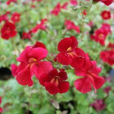 MARGINAL - Mimulus cupreus 'Red Emperor'   3L MARGINAL - Mimulus cupreus 'Red Emperor'   3L