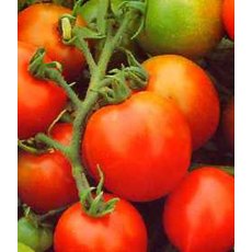 Tomato 'Red Alert' 8.5cm/9cm Tomato 'Red Alert' 8.5cm/9cm
