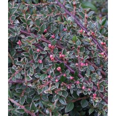 Cotoneaster atropurpureus 'Variegatus' 3L Cotoneaster atropurpureus 'Variegatus' 3L