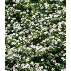 Cotoneaster dammeri 3L Cotoneaster dammeri 3L