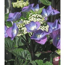 Hydrangea macrophylla 'Zorro' (L) 3L Hydrangea macrophylla 'Zorro' (L) 3L