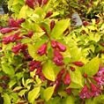 Weigela 'Briant Rubidor'  3L Weigela 'Briant Rubidor'  3L