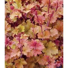 Heuchera 'Marmalade' 2L Heuchera 'Marmalade' 2L