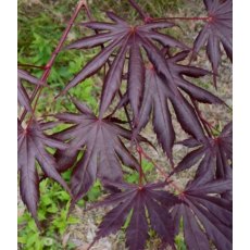 Acer palmatum 'Trompenburg' 3L Acer palmatum 'Trompenburg' 3L