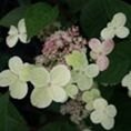 Hydrangea paniculata 'Early Sensation' 3L Hydrangea paniculata 'Early Sensation' 3L