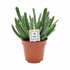 Cotyledon Elephant's Trunk 12cm Cotyledon Elephant's Trunk 12cm